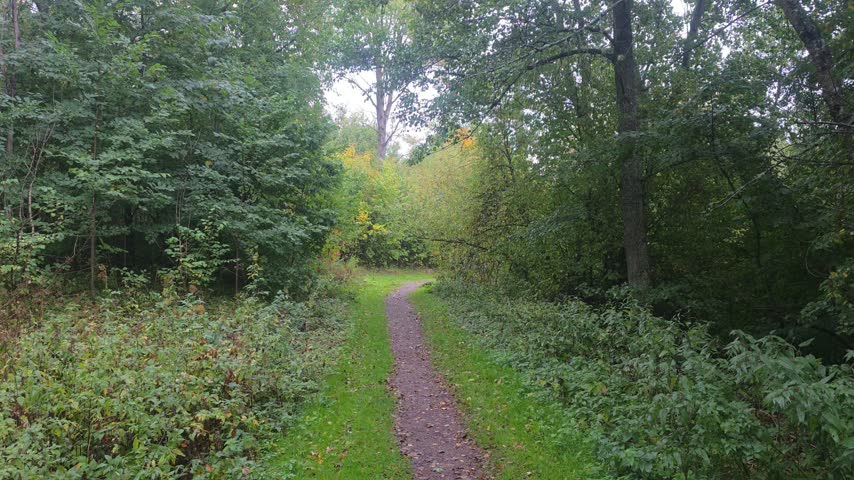 Peaceful forest pathway with a winding dirt trail B-roll