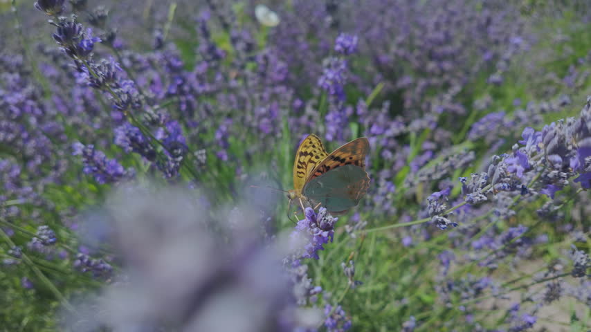Silver-washed fritillary butterfly perched sways in wind on blooming purple lavender flowers in sunny field on summer day. Bright butterfly and bee on violet Lavandula flowers