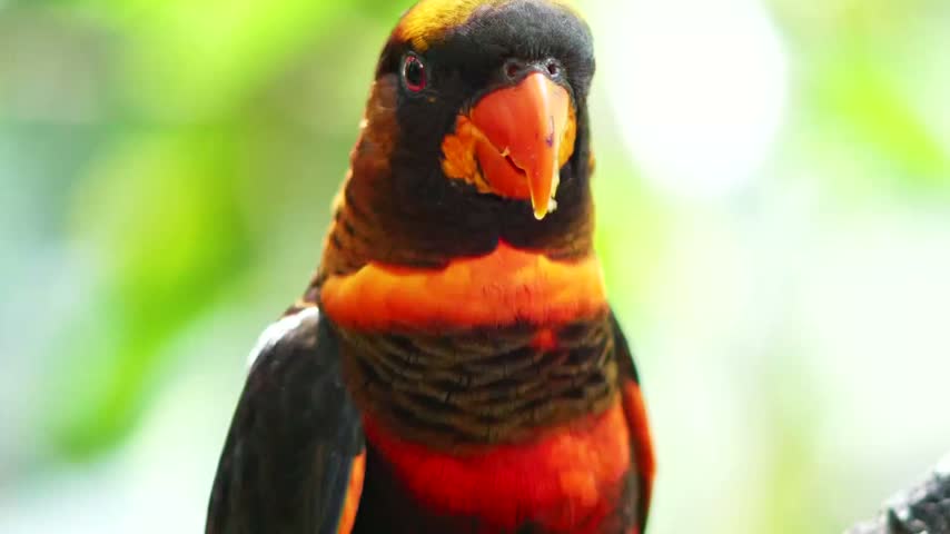 Close-up of a colorful dusky lory parrot with bright orange beak eating and turning its head against a blurred green natural background