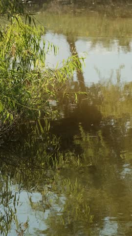 Black Willow Tree Over Pond Water in Texas Landscape During Summer