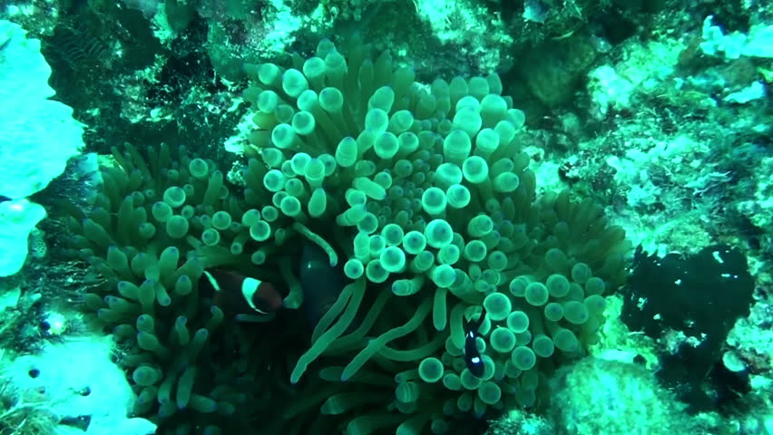 Saddleback Clownfish or yellowfin anemonefish, (Amphiprion polymnus). Taken in Komodo, Indonesia.
Order:Perciformes
Family:Pomacentridae
Subfamily:Amphiprioninae
Genus:Amphiprion
Species:A. polymnus
