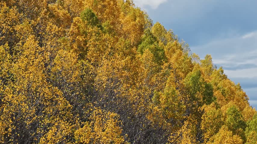 Aerial view of vibrant autumn aspen trees covering the mountainside in Vail, Colorado, United States.
