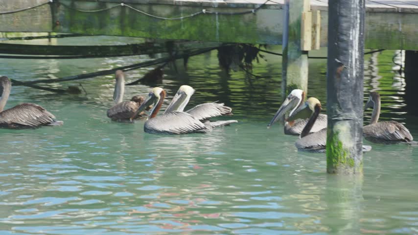 A large flock of brown pelicans swimming in the water. Wild seabird group. Nature wildlife. Animal flock behavior.