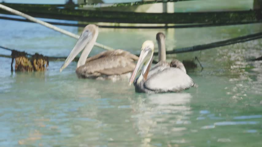 Group of brown pelicans swimming in the water. Large wild bird feather details. Wild seabird flock. Nature wildlife. Animal behavior.