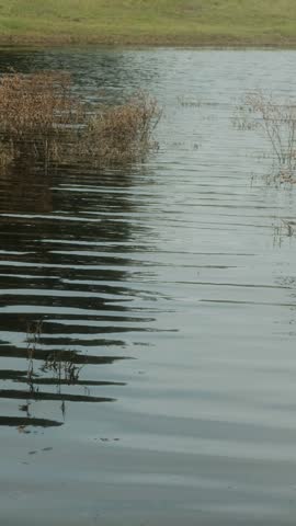 Gentle Ripples on Pond Water with in Natural Texas Landscape