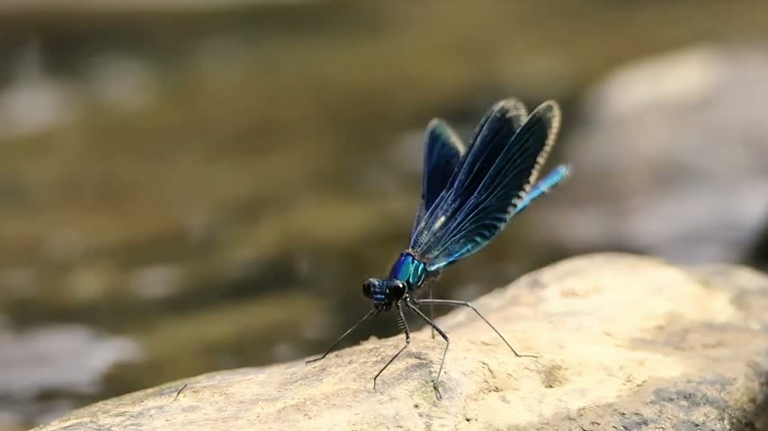 Close-up slow motion of a vibrant blue damselfly (Calopteryx virgo) resting on a rock near a flowing river stream, opening wings and flying away.