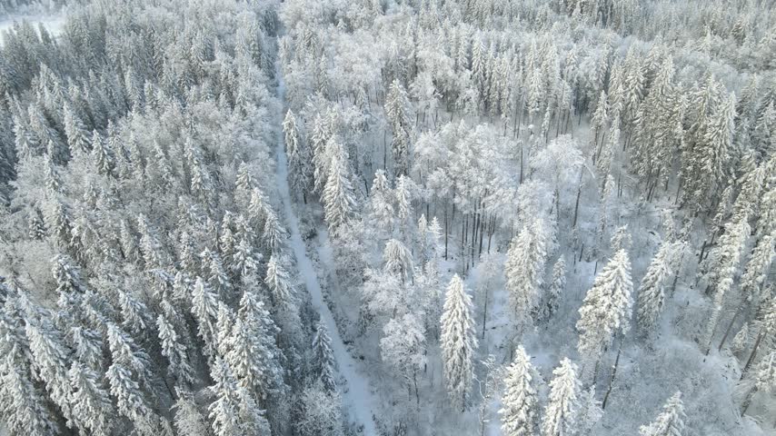Drone looking done on a snowy spruce northern forest with heavy snow. Northern forest.