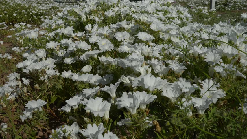 Dense carpet of white wildflowers swaying in the wind, flowering Atacama Desert near Copiapó, Chile, rare desert bloom, 4K