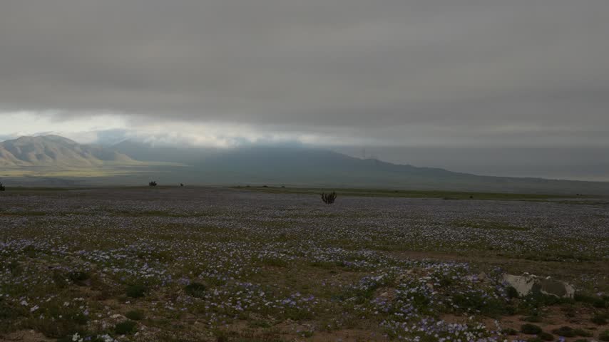 Low clouds and fog over mountains above a field of wildflowers on a moody overcast day, flowering Atacama Desert near Copiapó, Chile, 4K