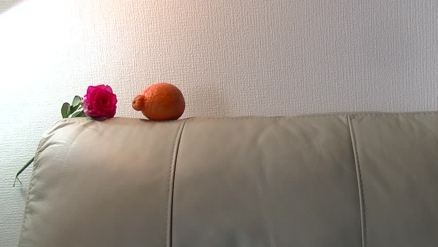 Active black chinchilla moving on the sofa and smelling an orange and red rose