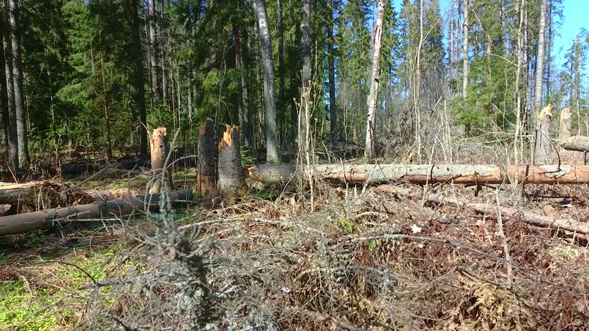 Trees in the forest broken by a hurricane