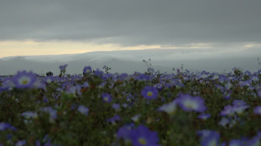 Coastal fog rolling over mountains above a field of blue wildflowers at dusk, camanchaca bringing moisture, flowering Atacama Desert near Copiapó, Chile, 4K