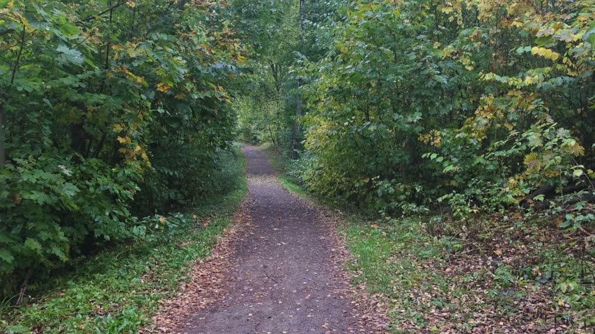 Straight dirt path leading through a peaceful forest B-roll