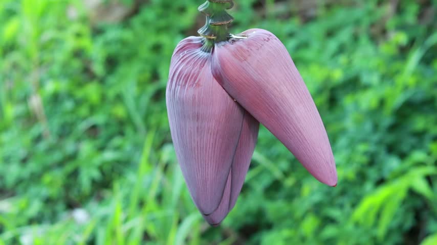 San Fernando, Trinidad – June 13, 2026: close-up of a vibrant pink banana flower (Musa velutina), also known as a banana heart or banana flower, hanging from a tropical plant in a lush Trinidadian garden 