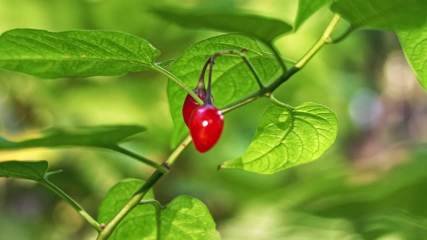 Ripe red solanum dulcamara berries hang on a branch among bright green leaves in sunlight.