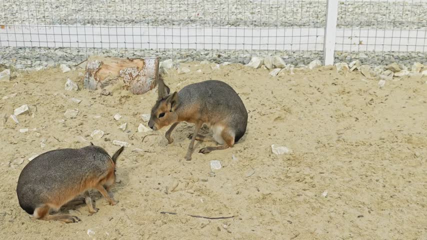 Two Patagonian maras interact on sand inside an outdoor enclosure at a petting zoo. Great for educational videos, animal care content, eco-farm promotion, kids’ media, and wildlife documentaries.