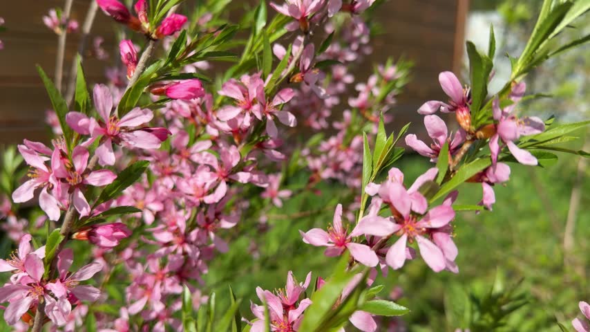 Side view of blooming Prunus tenella bush with fresh green leaves during a sunny day for nature b-roll.