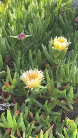 Close-up of yellow coastal flowers transitioning to a scenic view of the Pacific Ocean, rocky shoreline and California coast