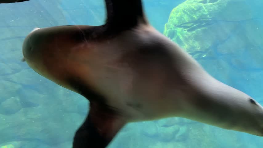 Harbor seal swimming underwater past a viewing window at the Oregon Coast Aquarium in Newport, Oregon