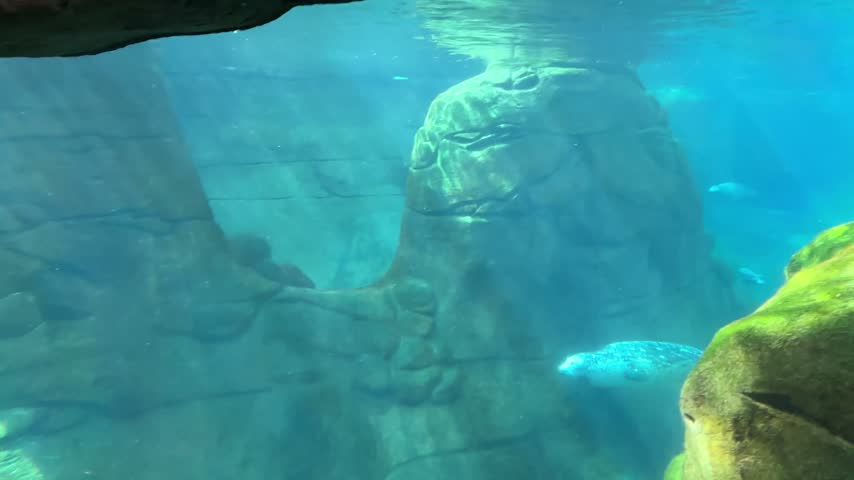 Harbor seal swimming underwater past a viewing window at the Oregon Coast Aquarium in Newport, Oregon