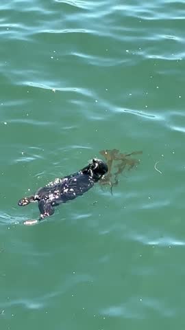 Sea otter swimming on its back in calm coastal water in California