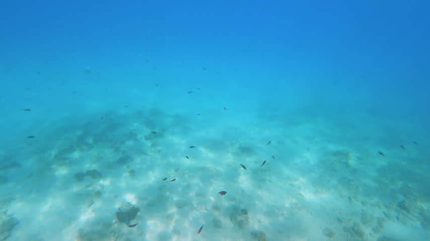 Explore a vibrant underwater world filled with fish and coral in clear water in the Mediterranean.