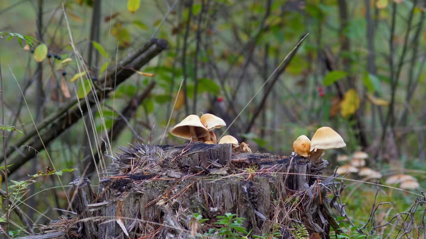 Cluster of Wild Pale Mushrooms Growing on a Decaying Tree Stump in the Forest - Quiet Forest Floor with Sprouting Toadstools on Dead Wood among Pine Needles