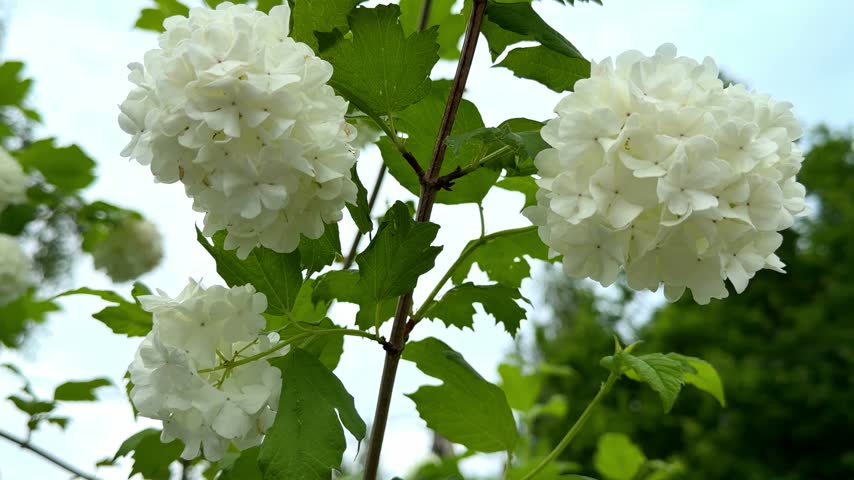 Side view of vibrant blooming snowball bush branch with white round flowers in spring garden.