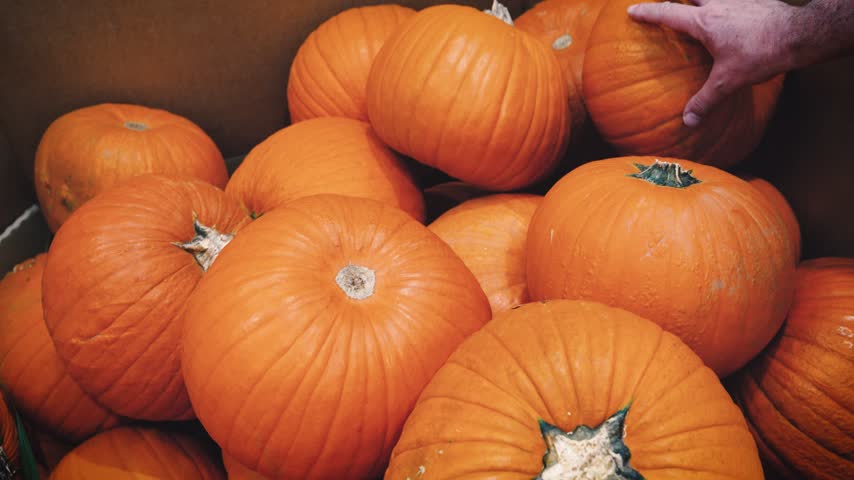 A hand reaches in to touch a large pile of freshly harvested orange pumpkins, stacked together with their stems visible. Close-up evoking autumn harvest and Halloween season.