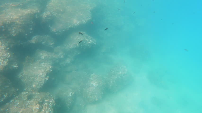 Colorful fish swim around rocky structures in clear blue water, showcasing marine life in the Mediterranean.