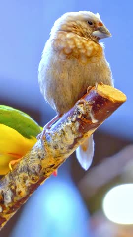 A close-up shot of a small bird resting on a branch for nature projects.