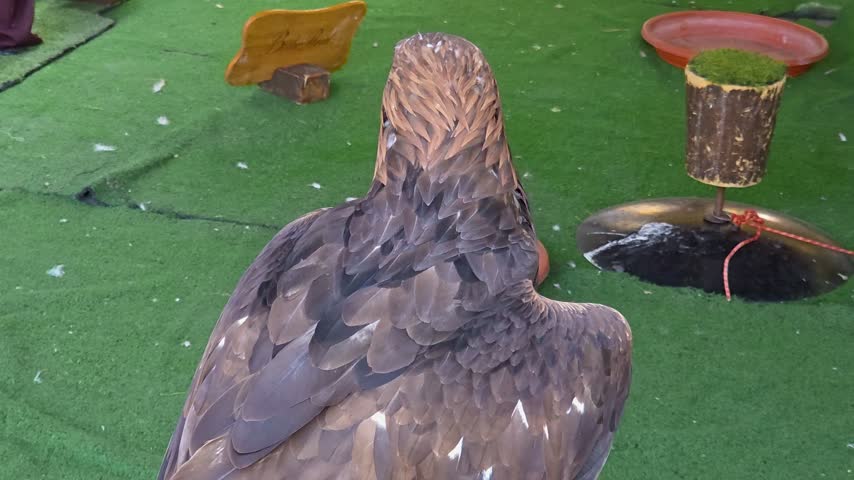 Majestic golden eagle (Aquila chrysaetos)  showing its back and golden nape feathers while turning head in profile. Detailed view of dark brown wing feathers, sharp beak, and intense eye 