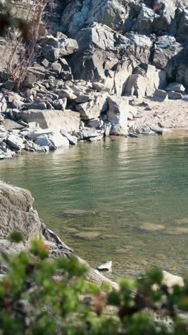 Vertical view of the calm, clear Potomac River flowing through a rocky gorge with cliffs and pine branches, Great Falls Park, Virginia, USA