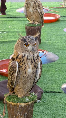 Two Eurasian eagle-owls (Bubo bubo) perching outdoors during a traditional falconry and raptor exhibition show. Medium close-up shot of majestic predatory birds