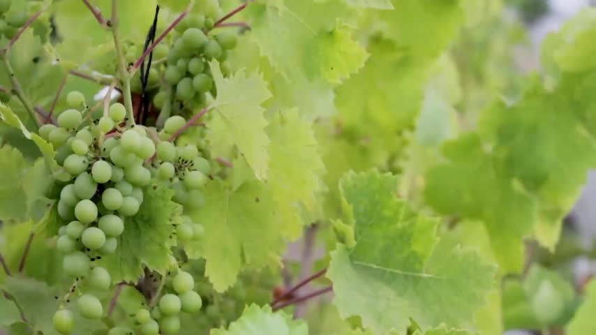 Close up of ripening green grapes on a vine in a vineyard.