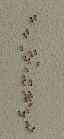 The video shows a group of small ants lined up and actively crawling across the surface of a textured cream-colored wall.
