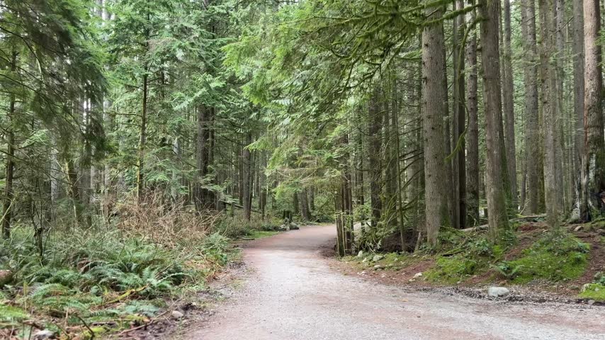 Winding gravel trail through a tall old-growth forest at Lynn Canyon in Vancouver, peaceful hiking path surrounded by towering evergreens, ferns and greenery.