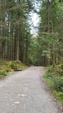 Winding gravel trail through a tall old-growth forest at Lynn Canyon in Vancouver, peaceful hiking path surrounded by towering evergreens, ferns and greenery.