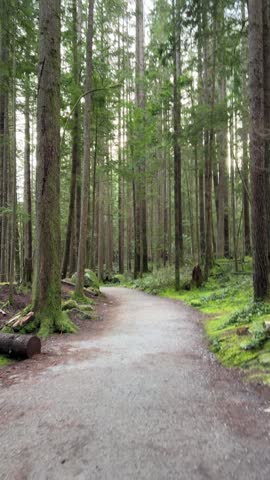 Winding gravel trail through a tall old-growth forest near Rice Lake in Vancouver, peaceful path lined with towering evergreens, mossy boulders and ferns.