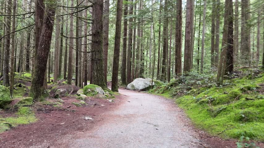 Winding gravel trail through a tall old-growth forest near Rice Lake in Vancouver, peaceful path lined with towering evergreens, mossy boulders and ferns.