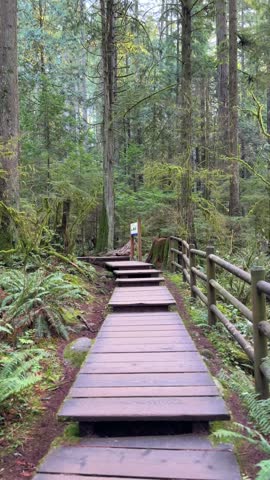 Wooden boardwalk trail winding through a lush mossy forest at Lynn Canyon in Vancouver, peaceful hiking path with tall evergreens, ferns and a wooden fence.