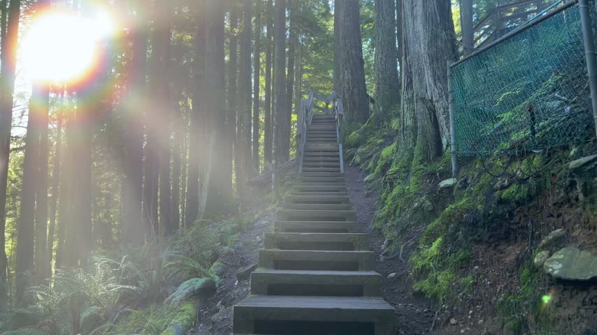 Wooden staircase leading up through a lush green forest with mossy banks at Lynn Canyon in Vancouver, tall evergreen trees and a sunlit trail on a winter day.