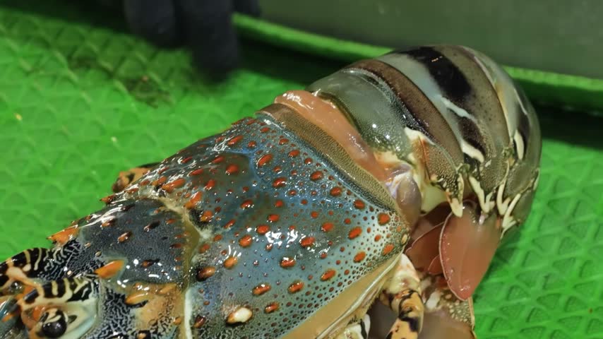 An extreme close-up tracking shot showcasing the vibrant, multi-colored shell patterns of a live Ornate Spiny Lobster (Panulirus ornatus) resting on a green textured surface at a commercial fish marke