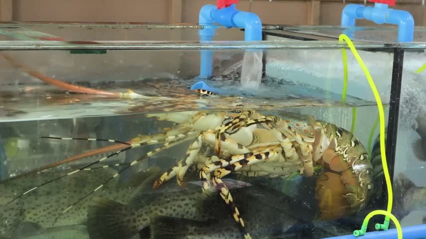 A large, vibrant ornate spiny lobster (Panulirus ornatus) moves inside a clear glass display tank at a seafood restaurant or market.