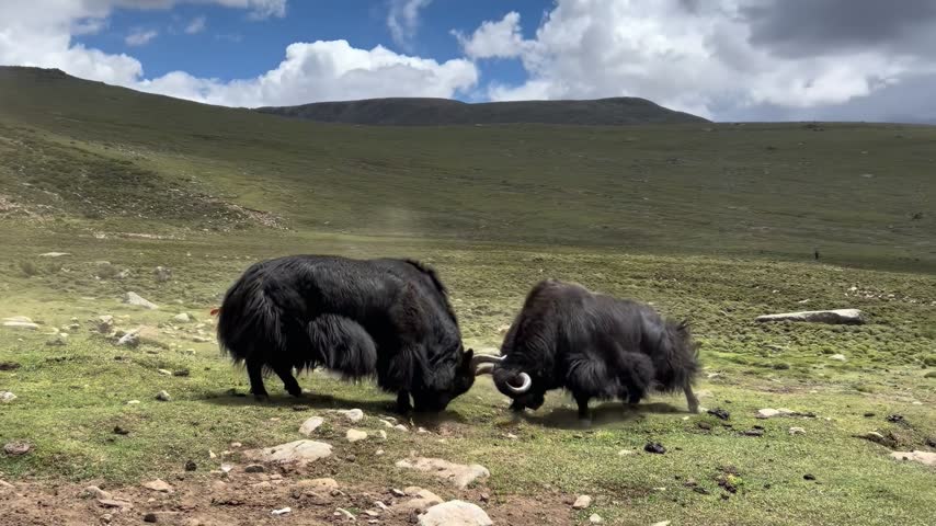 Two powerful yaks engage in a playful spar, kicking up dust on a lush green hillside under a bright, partly cloudy sky.