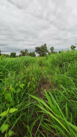 Wide landscape view of a green field and trees