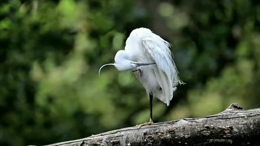 White egret bird preening feathers on tree log, close up side view of wild egretta garzetta standing on one leg against blurred green foliage background.