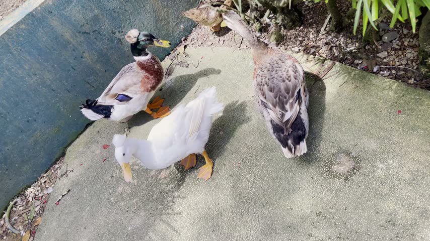 cute ducks group meeting in the park in the afternoon, white pekin walking forward to avoid the chicken behind it