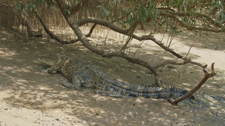 Saltwater crocodile resting on the muddy riverbank before beginning to walk through the mud along the Adelaide River, Australia.