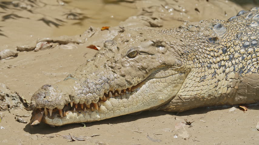Close-up of a saltwater crocodile resting on a muddy riverbank, showing its eye, textured skin and sharp teeth, Adelaide River, Australia.